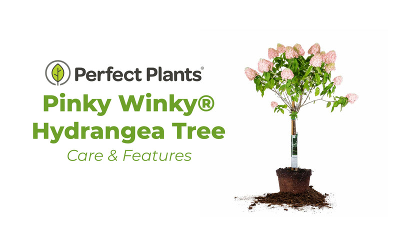 Pinky Winky® Hydrangea Tree