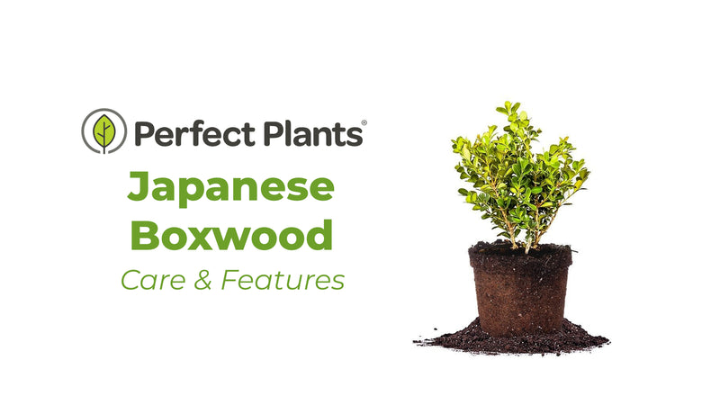 Japanese Boxwood Shrub