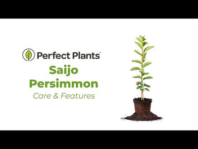 Saijo Persimmon Tree
