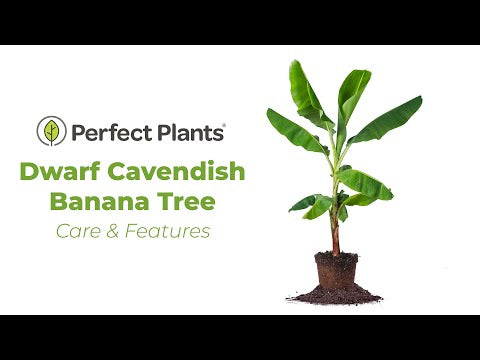 Musa Dwarf Cavendish Banana Tree