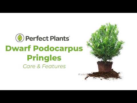 Podocarpus Pringles Dwarf