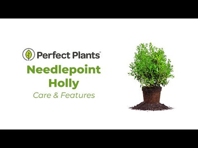 Needlepoint Holly
