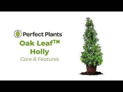 Oak Leaf Holly