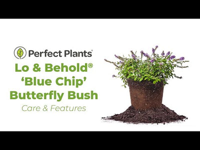 Blue Chip Lo and Behold® Butterfly Bush