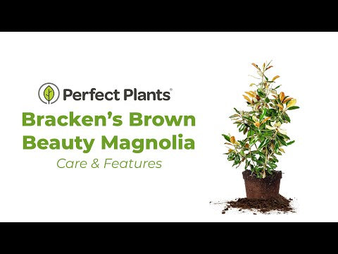 Brackens Brown Beauty Magnolia Tree