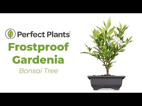 Frost Proof Gardenia Bonsai Tree