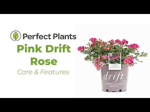 Pink Drift® Rose Bush