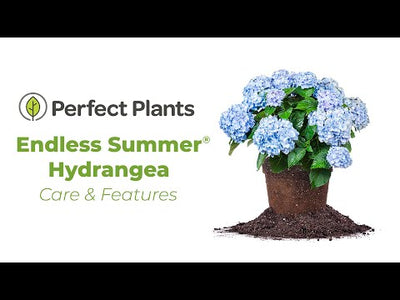 Endless Summer® The Original Reblooming Hydrangea