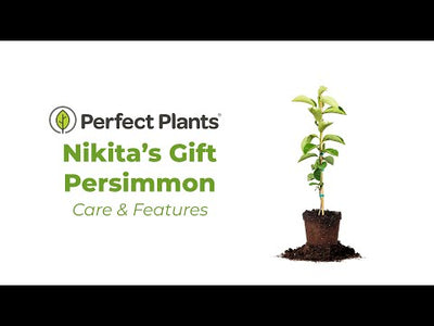 Nikita's Gift Persimmon Tree
