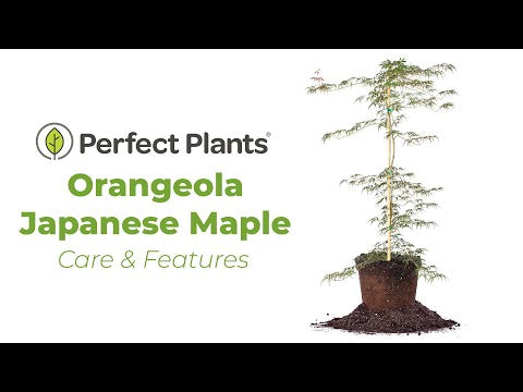 Orangeola Japanese Maple Tree
