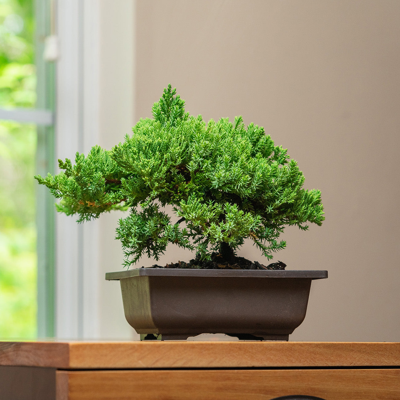 juniper procumbens bonsai tree Shop Procumbens Nana Juniper Bonsai Tree for Sale
