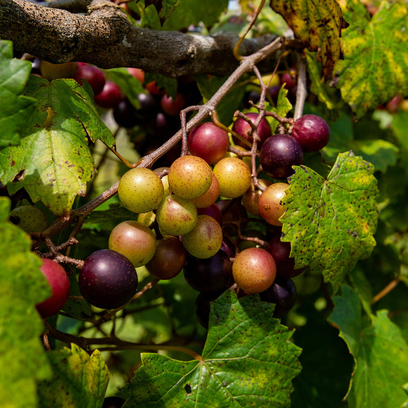Southern Home Muscadine Grape Vine