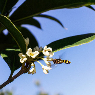 Pollinator friendly fragrant tea olive tree