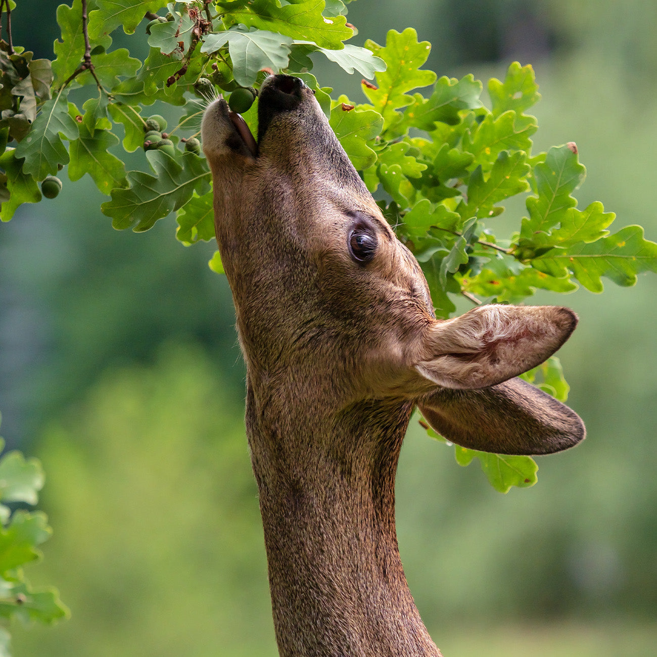 Wildlife Trees for Sale Wildlife Plants for Deer Food Plot Perfect