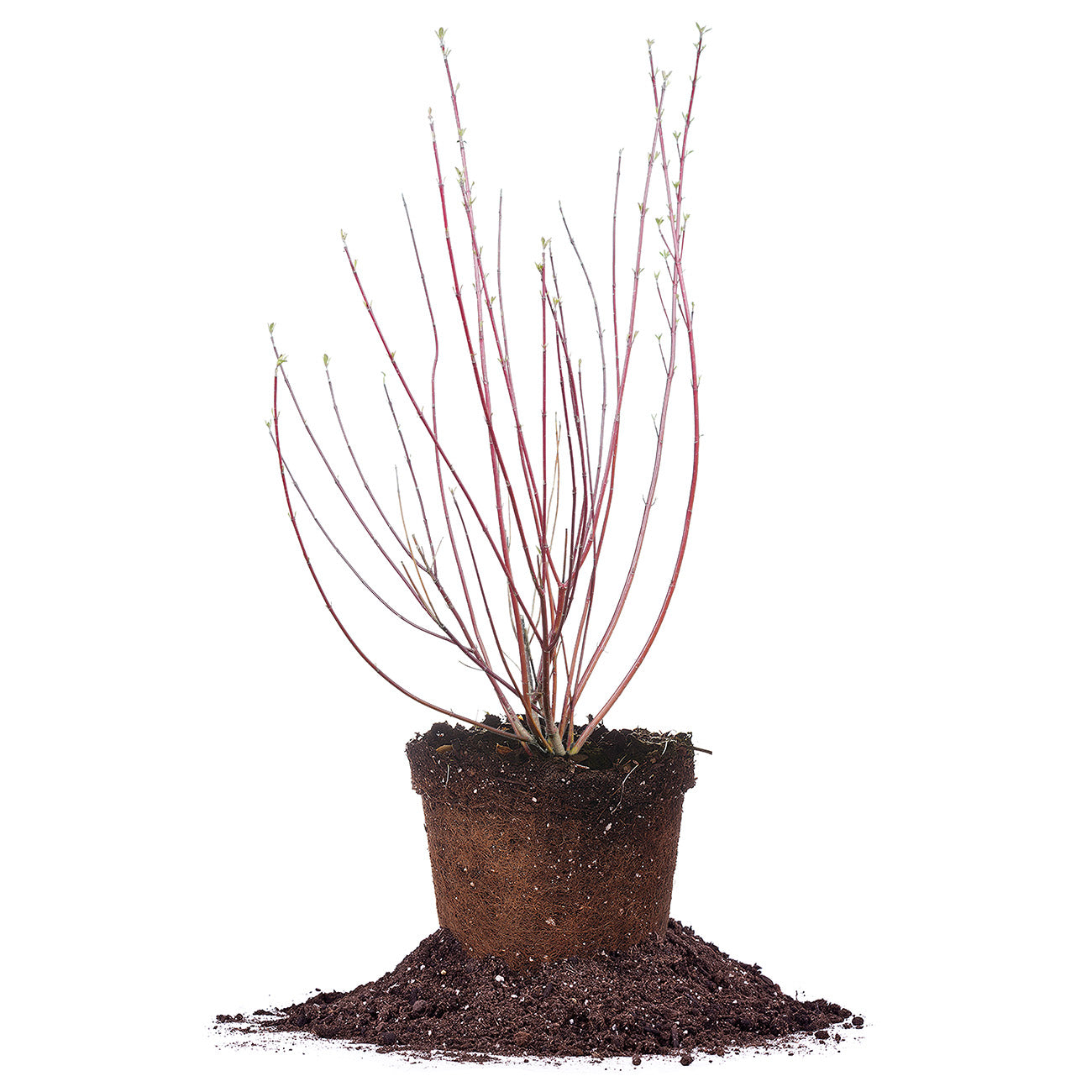 Red Twig Dogwood for Sale Buy Red Dogwoods Perfect Plants