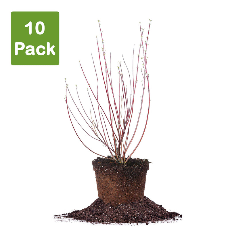10 pack of Red twig dogwood shrubs for sale in 5 gallon pots