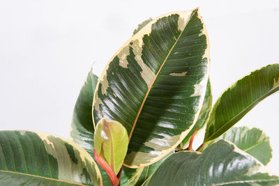 Variegated Rubber Plant Ficus Tineke