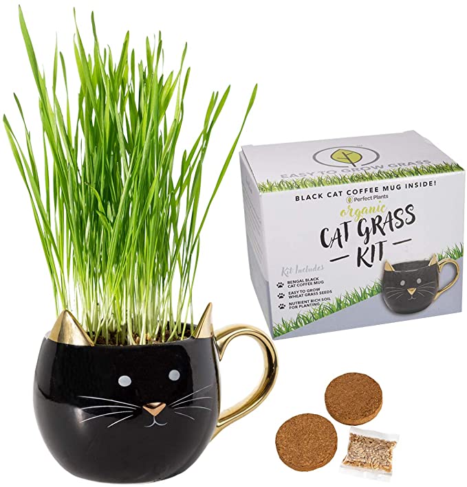 Organic cat grass growing kit hotsell