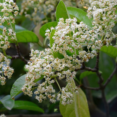 Close-up of Sweet Viburnum shrub with clusters of small white flowers and dark green leaves.