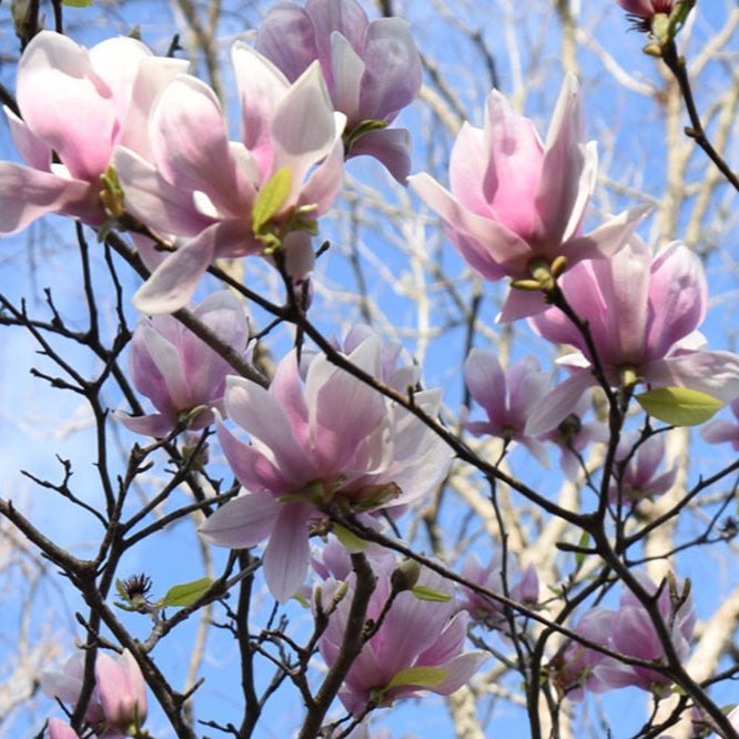 alexandra magnolia lily flower tree Alexandrina Magnolia Tree - 1 Gallon