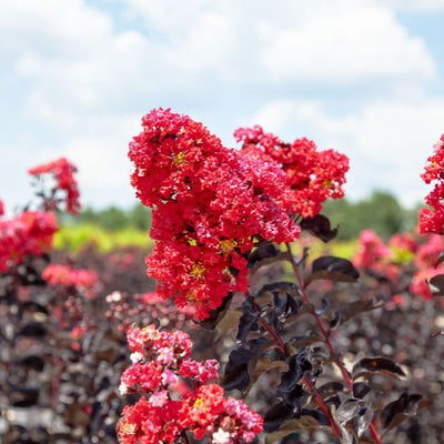A flowering Crape Myrtle tree with vibrant red blooms and dark green foliage.