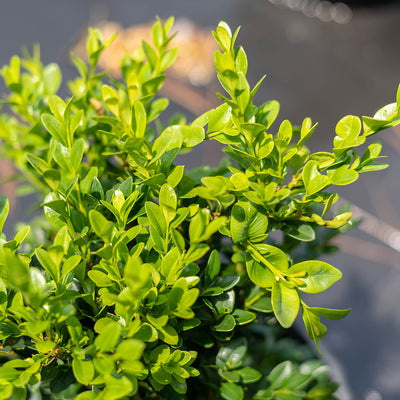 fast growing evergreen shrubs Green Velvet Boxwood