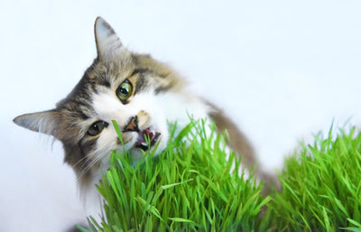 Cat Grass Seeds | Wheatgrass