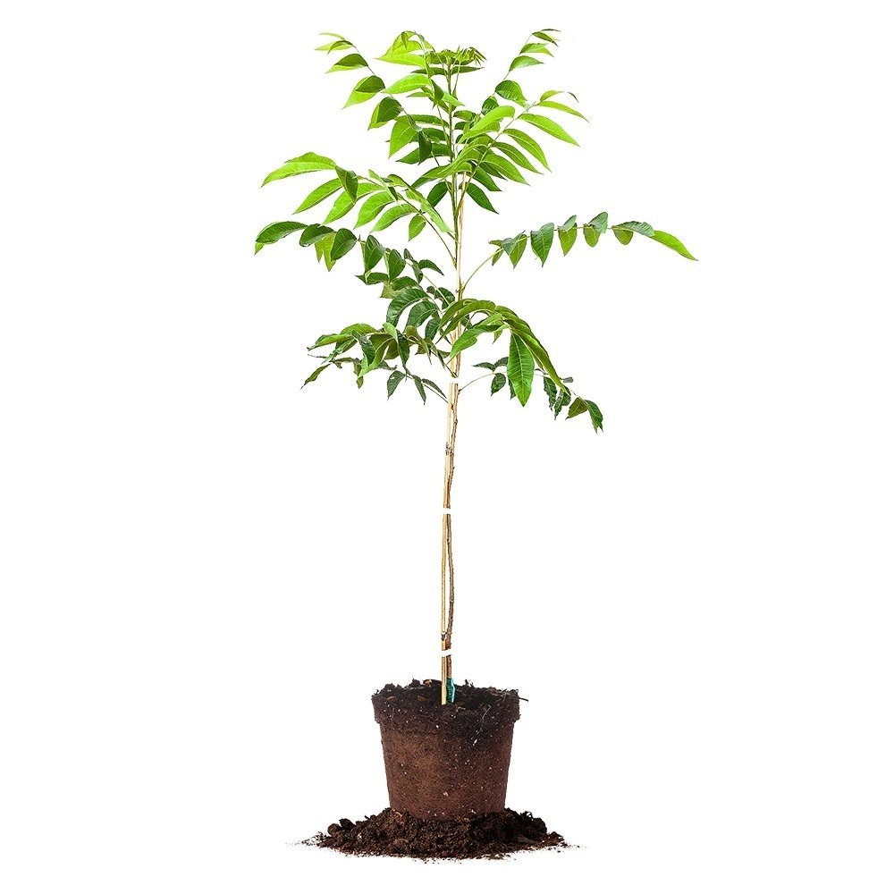 Zinner Pecan Tree for Sale Buy Pecan Tree Online Perfect Plants