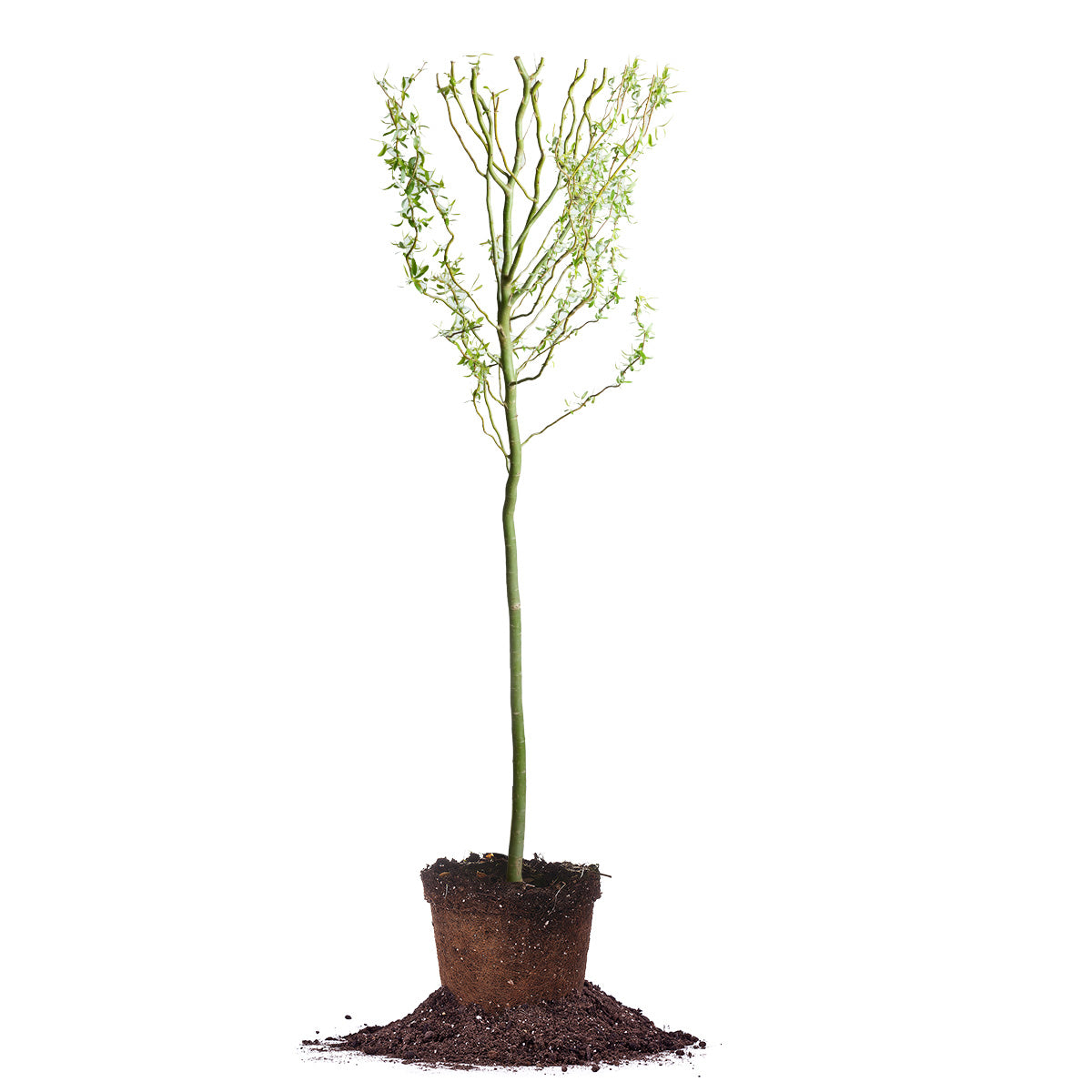 Curly Corkscrew Willow Tree Buy Corkscrew Willow for Sale Perfect
