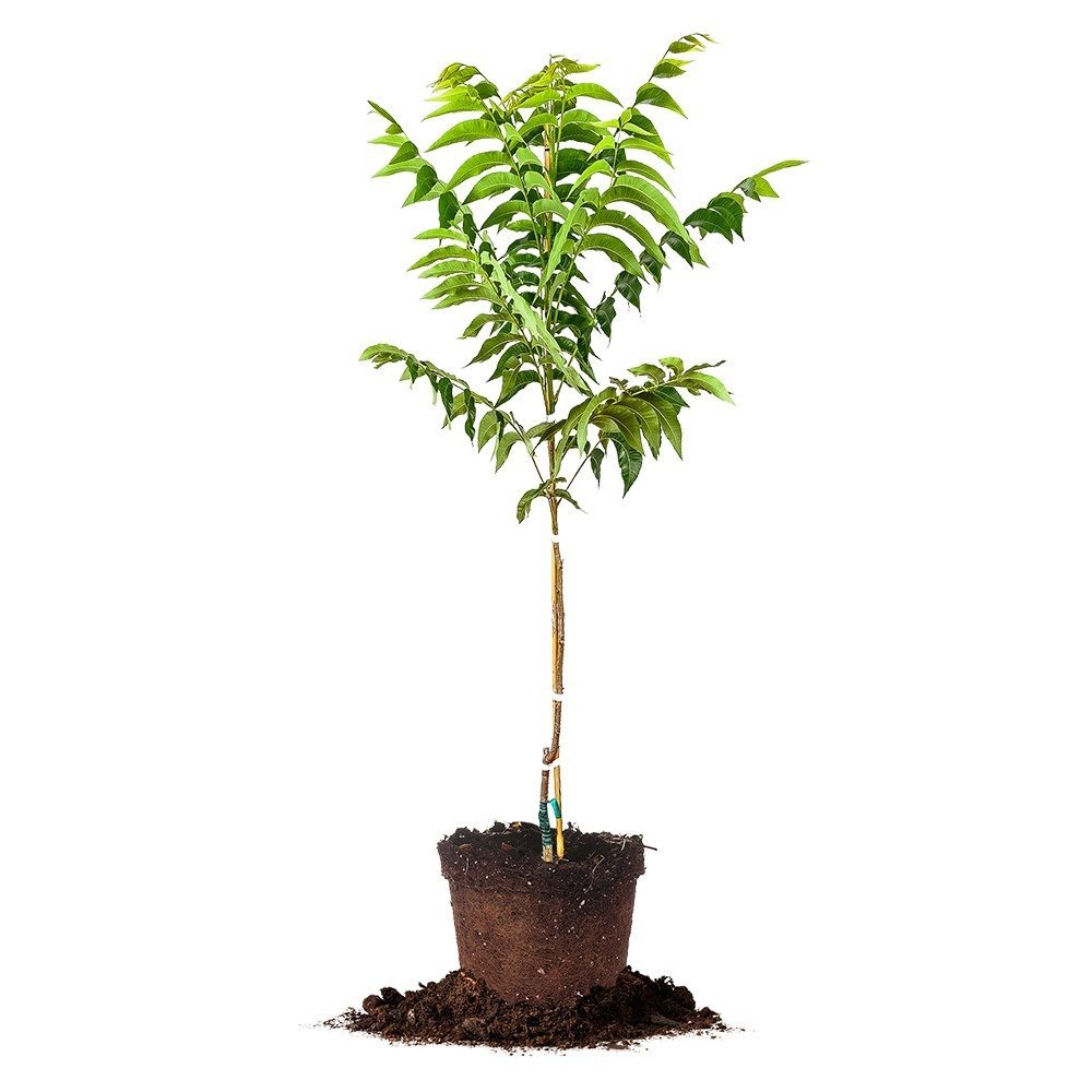 Lakota Pecan Tree for Sale Buy Pecan Trees Online Perfect Plants