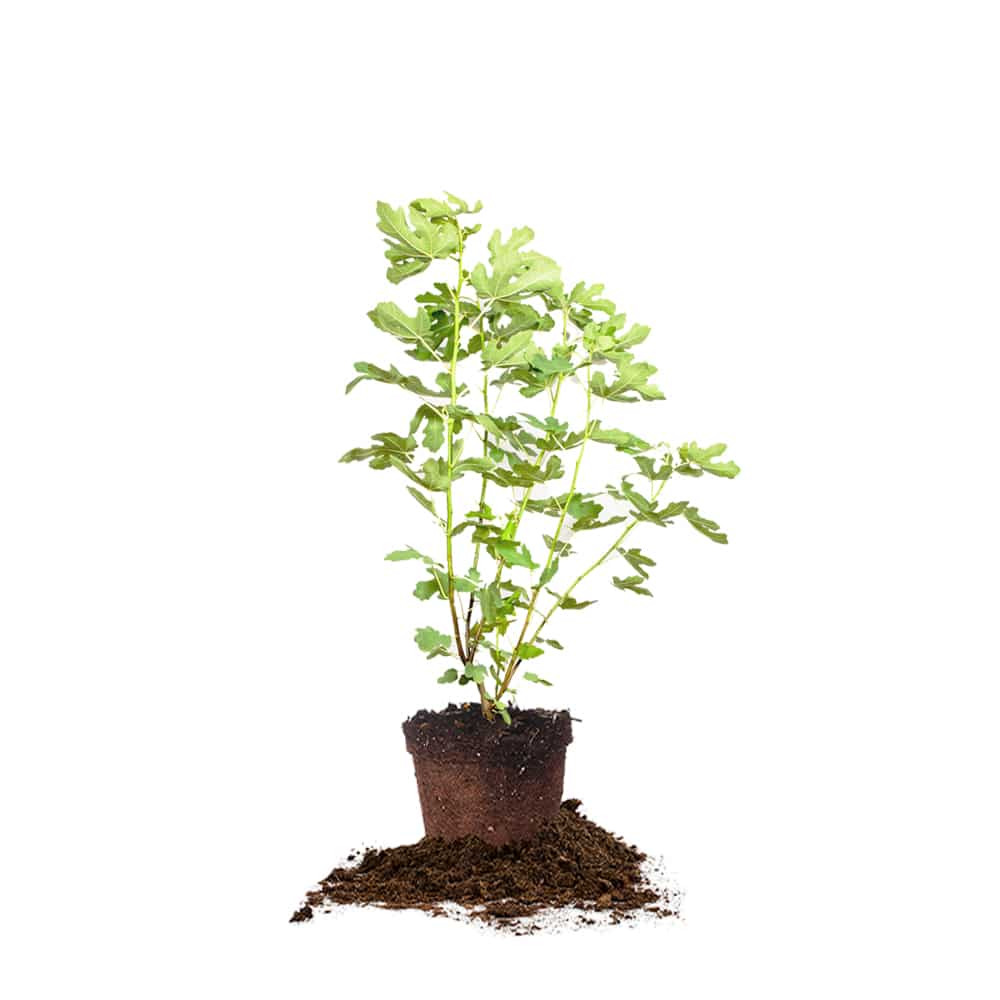 LSU Purple Fig Tree for Sale Buy Fig Trees Online Perfect Plants