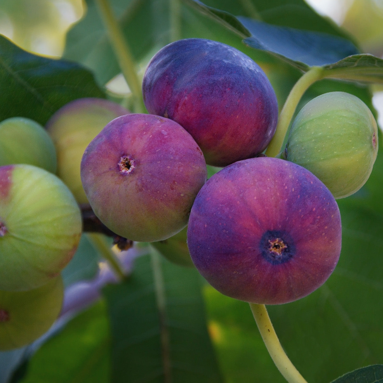 Buy GE Neri Fig Tree for Sale Sweet, Edible Fruits Perfect Plants