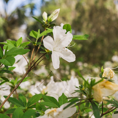 G.G. Gerbing Azalea in full bloom