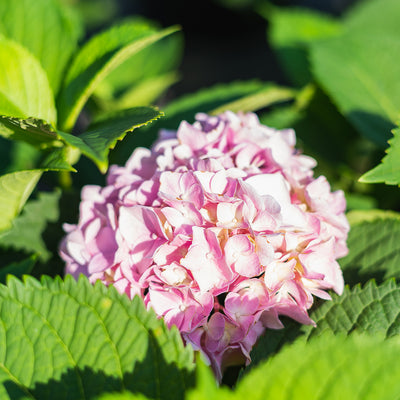 All Summer Beauty Hydrangea Bush