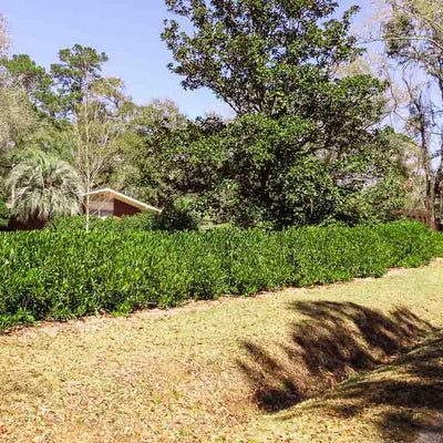 A hedge of Ocala Anise shrubs in a residential landscape, providing privacy and a green barrier.