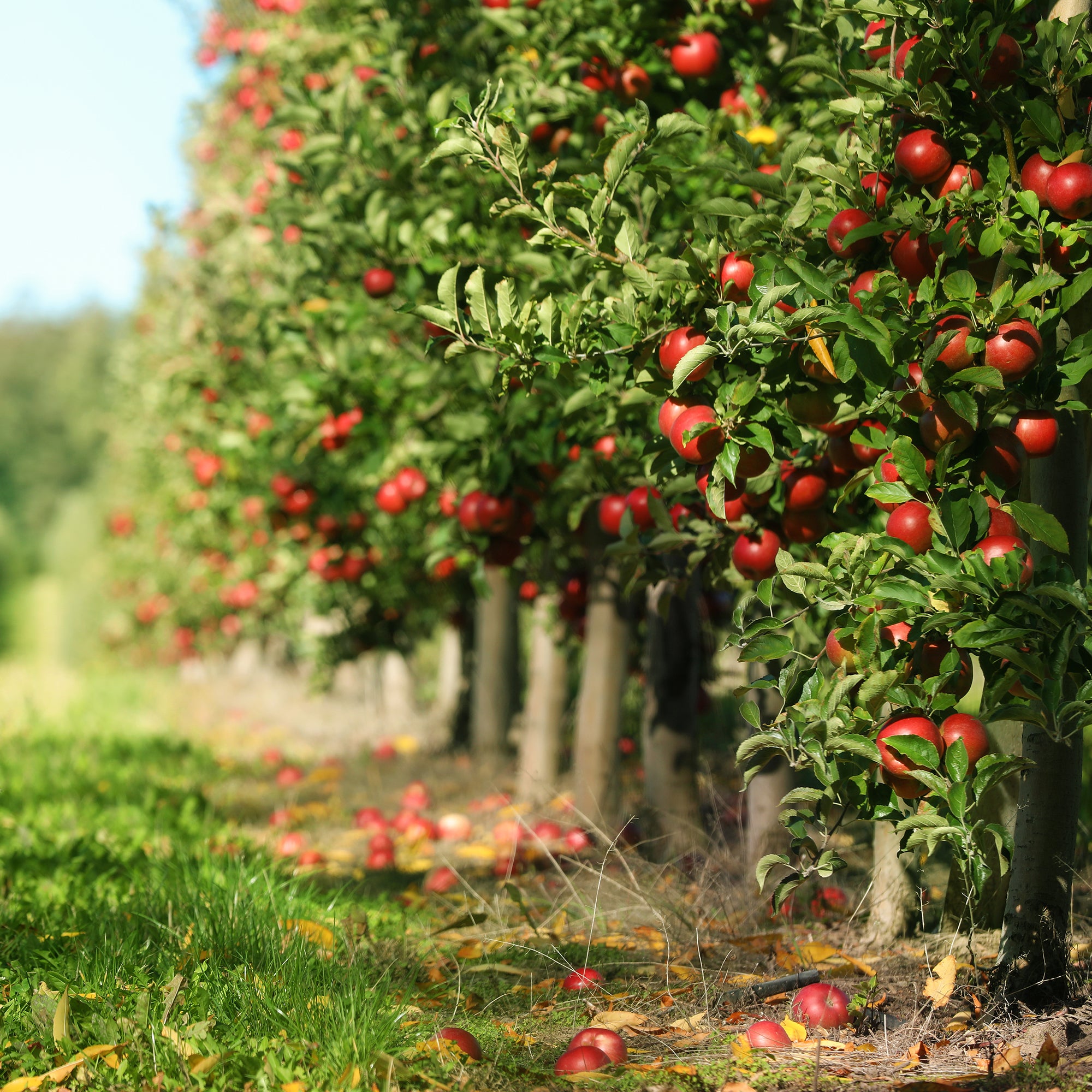 Buy Jonathan Apple Tree For Sale Buy Apple Trees Perfect Plants buy-jonathan-apple-tree-for-sale-buy-apple-trees-perfect-plants