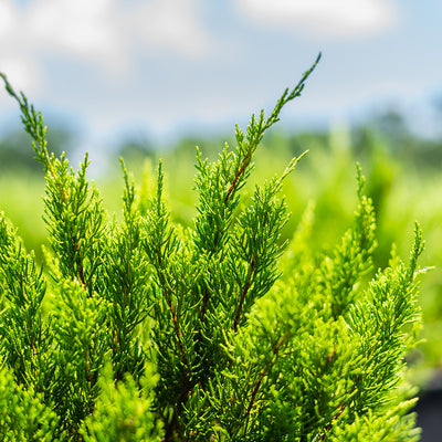 Sea Green Juniper foliage