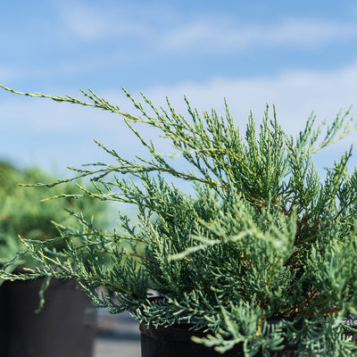 Grey Owl Juniper Shrub