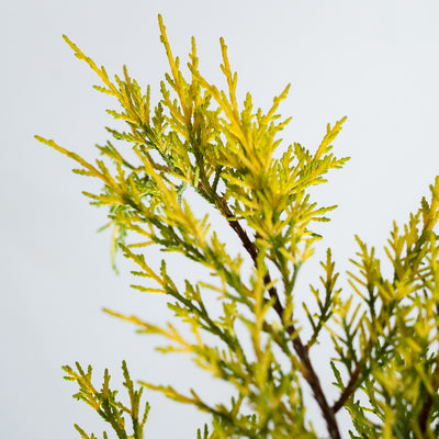 Old Gold Juniper shrub