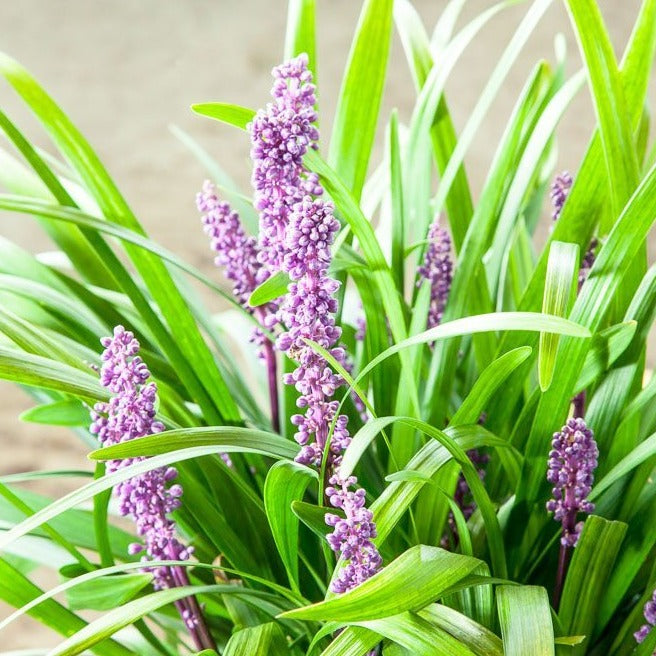 lily with small purple flower Liriope Royal Purple Shrub - 1 Gallon / 5-Pack