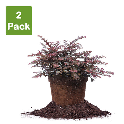 Loropetalum Crimson Fire shrub in 3 gallon pot pack of 2 plants