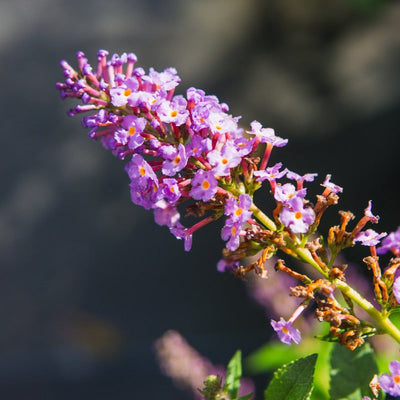 Close-up of Buddleia Nanho Blue Butterfly Bush flowers, showing purple conical blooms and green leaves.