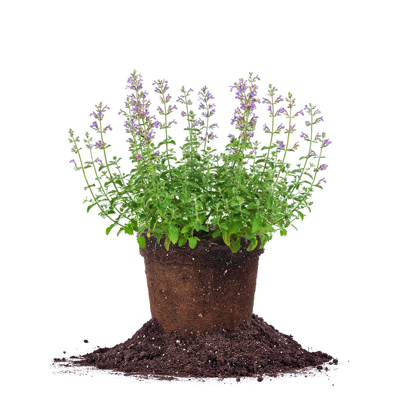 Nepeta : planter et cultiver – PagesJaunes