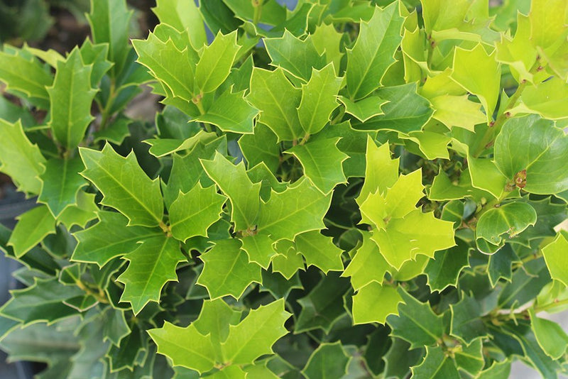Oak Leaf Holly