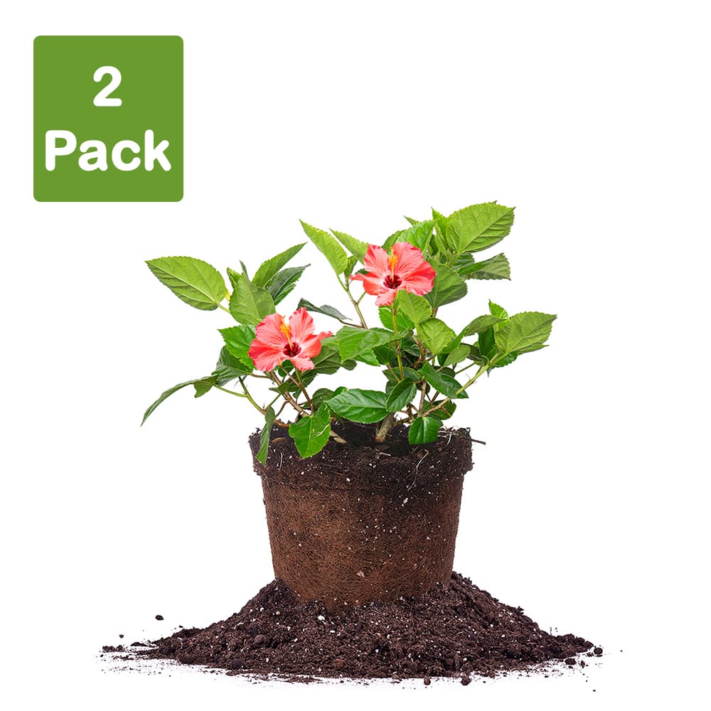 dwarf double flower hibiscus potted plant Shop Red Hibiscus Plants for Sale | Buy Hibiscus Plants