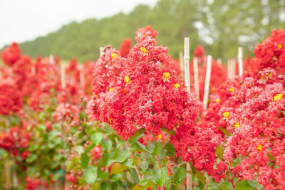 Red Rocket® Crape Myrtle Tree