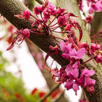 Forest Pansy Redbud Tree