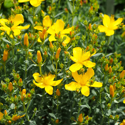 St. Johns Wort Flowering Shrub in yellow flowers