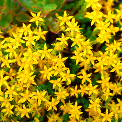 St. Johns Wort Flowering Shrub in yellow flowers