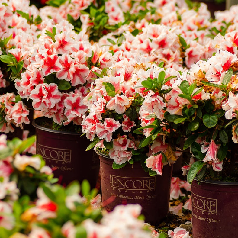 Autumn Starburst™ Encore® Azalea for Sale | Buy Encore Azaleas